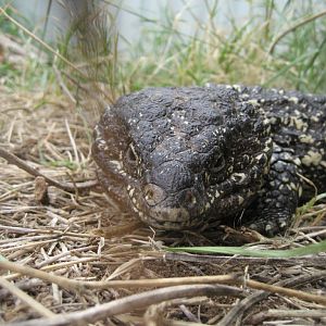 Shingleback