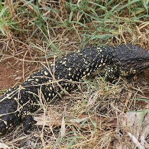 Shingleback