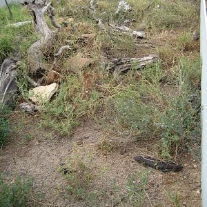 Shingleback enclosure
