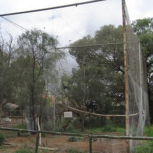 Wedgetail Eagle Aviary