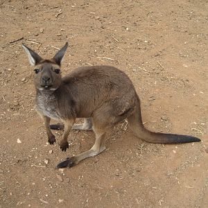 Western Grey Kangaroo