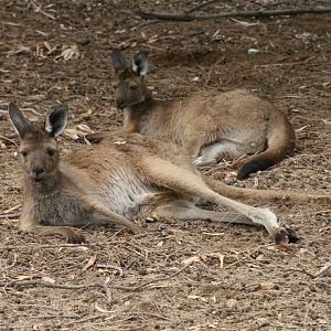 Western Grey Kangaroos