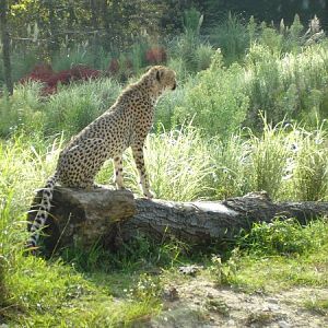 Male Cheetah at Chester