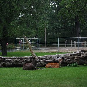 Zoo Berlin 2004 - Western Sitatunga exhibit