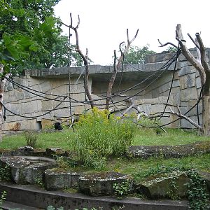 Zoo Berlin 2004 - Siamang outdoor exhibit