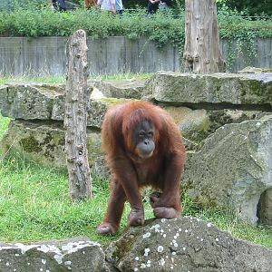 Zoo Berlin 2004 - Bornean Orangutan