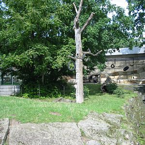 Zoo Berlin 2004 - Gorilla outdoor exhibit