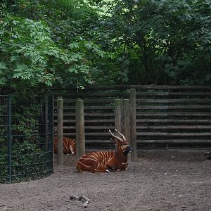 Zoo Berlin 2004 - Eastern Bongo exhibit