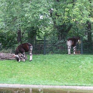Zoo Berlin 2004 - Plain yet peaceful Okapi exhibit
