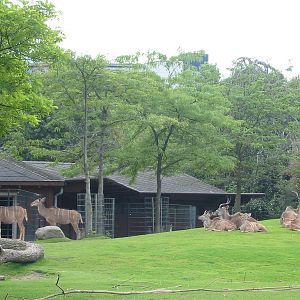 Zoo Berlin 2004 - Greater Kudu exhibit