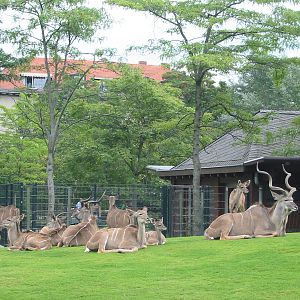 Zoo Berlin 2004 - Greater Kudu exhibit