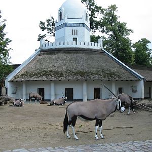 Zoo Berlin 2004 - Gemsbok exhibit