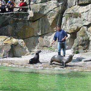 Zoo Berlin 2004 - California Sea Lion feeding