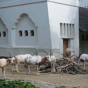 Zoo Berlin 2004 - Scimitar-horned Oryx exhibit