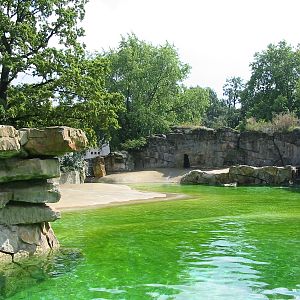 Zoo Berlin 2004 - California Sea Lion pool