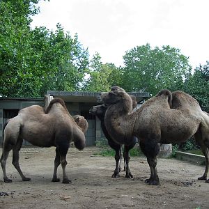 Zoo Berlin 2004 - Bactrian Camels