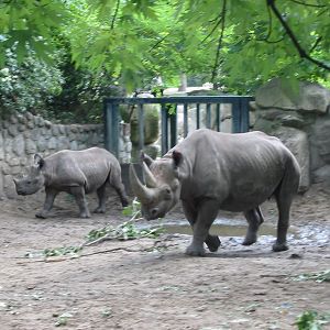 Zoo Berlin 2004 - Black Rhinoceros and calf