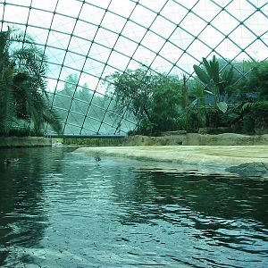Zoo Berlin 2004 - Inside the Hippopotamus Dome