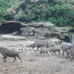 Zoo Berlin 2004 - Warthog family