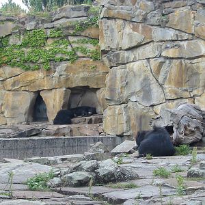 Zoo Berlin 2004 - Sloth Bears in two different exhibit