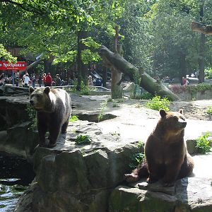Zoo Berlin 2004 - Brown Bears in the modified exhibit