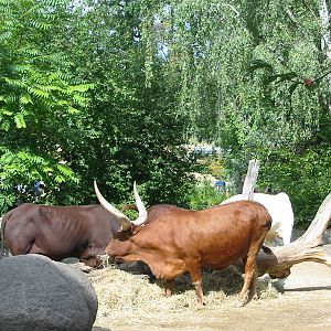 Zoo Berlin 2004 - Ankole Cattle