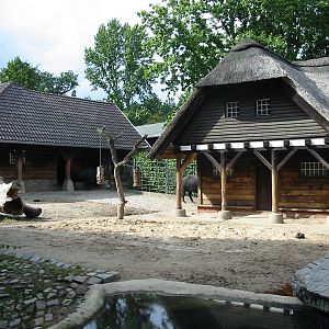 Zoo Berlin 2004 - African Buffalo exhibit?