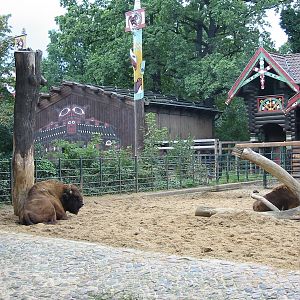 Zoo Berlin 2004 - American Bison exhibit