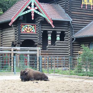 Zoo Berlin 2004 - Other part of the American Bison exhibit
