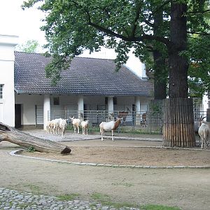 Zoo Berlin 2004 - Scimitar-horned Oryx exhibit