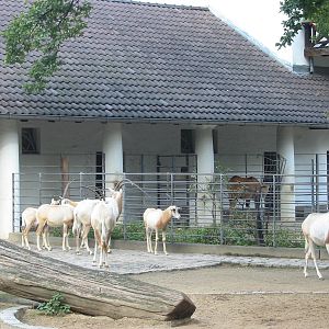 Zoo Berlin 2004 - Scimitar-horned Oryx exhibit