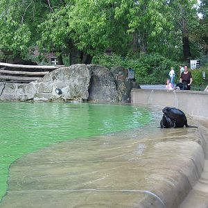 Zoo Berlin 2004 - California Sea Lion
