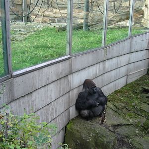 Zoo Berlin 2004 - Gorilla in the outdoor exhibit