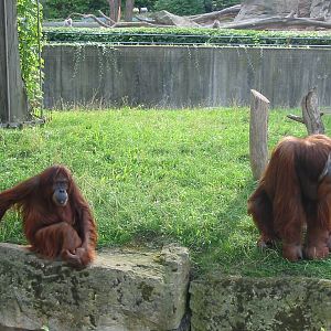 Zoo Berlin 2004 - Sumatran Orangutans in the outdoor exhibit