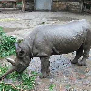 Zoo Berlin 2004 - Black Rhinoceros with an unusual horn