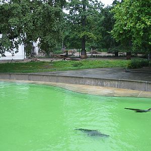 Zoo Berlin 2004 - California Sea Lion pool