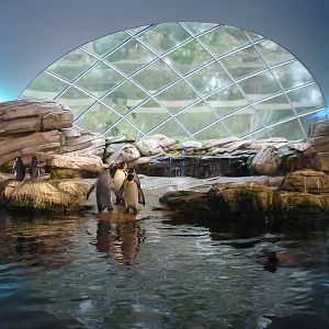 Zoo Berlin 2004 - Artic Penguin dome