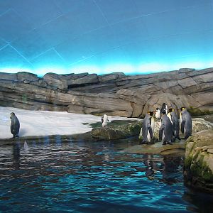 Zoo Berlin 2004 - Artic Penguin dome