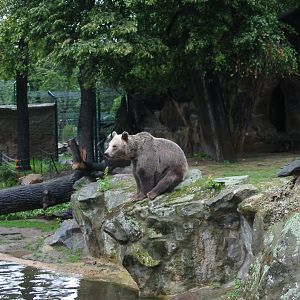 Zoo Berlin 2004 - Brown Bear in the modified exhibit