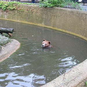 Zoo Berlin 2004 - Brown Bear cools off in the moat