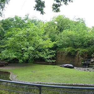 Zoo Berlin 2004 - Pigmy Hippopotamus outdoor exhibit