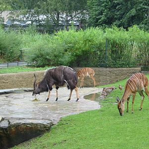 Zoo Berlin 2004 - Nyala exhibit at the Hippopotamus Dome