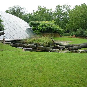 Zoo Berlin 2004 - Nyala exhibit at the Hippopotamus Dome