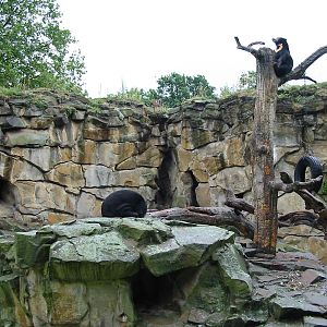 Zoo Berlin 2004 - Malayan Sun Bear exhibit