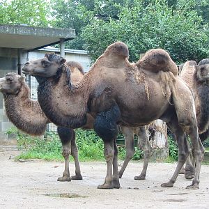 Zoo Berlin 2004 - Bactrian Camels