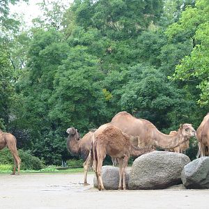 Zoo Berlin 2004 - Arabian Camel exhibit