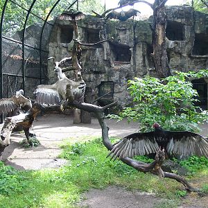 Zoo Berlin 2004 - Mixed Vulture aviary