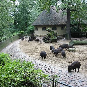 Zoo Berlin 2004 - Southern White-lipped Peccaries at the historic Swine Hou