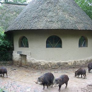 Zoo Berlin 2004 - Southern White-lipped Peccaries at the historic Swine Hou