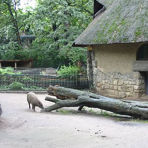 Zoo Berlin 2004 - Babirusa at the historic Swine House